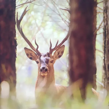 Em Xisto - Casas De Montanha - Casa Xisto Nascente * Gois