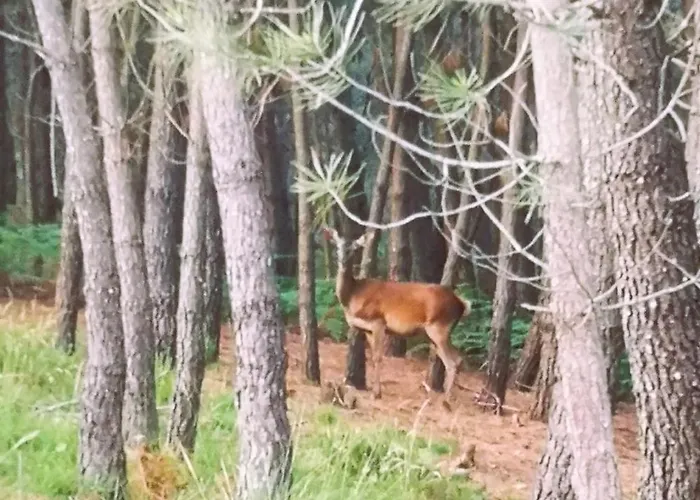 Feriehus Em Xisto - Casas De Montanha - Casa Xisto Nascente