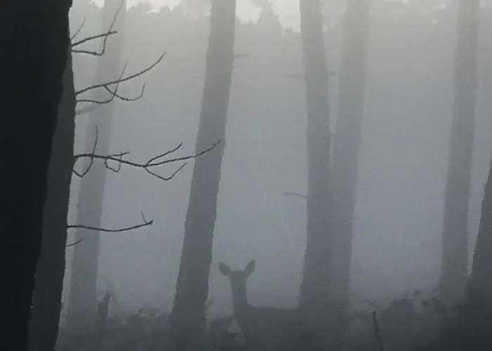 Em Xisto - Casas De Montanha - Casa Xisto Nascente * Góis